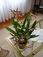 Cambria (1) (Photo F. Mrugala)